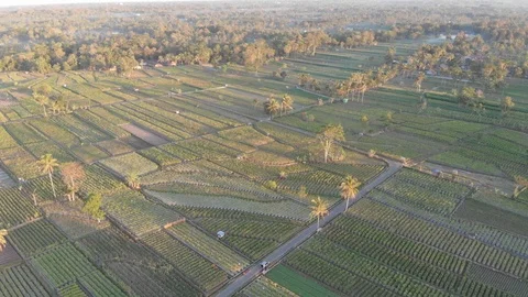 Aerial view of patched rice fields Stock Footage 107702319