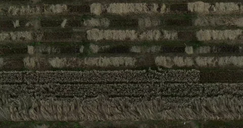 Aerial view patches forming pattern in wheat field on farm Stock Footage 169988991