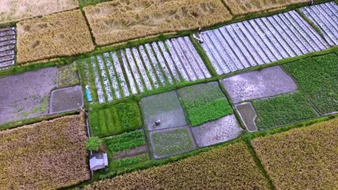 Aerial View of Patchwork Agricultural Rice Fields and Vegetable Plots in Bali Stock Footage 333548712