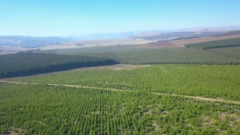 Aerial view of patchwork forestry project showing trees of different ages  Stock Footage 81202195