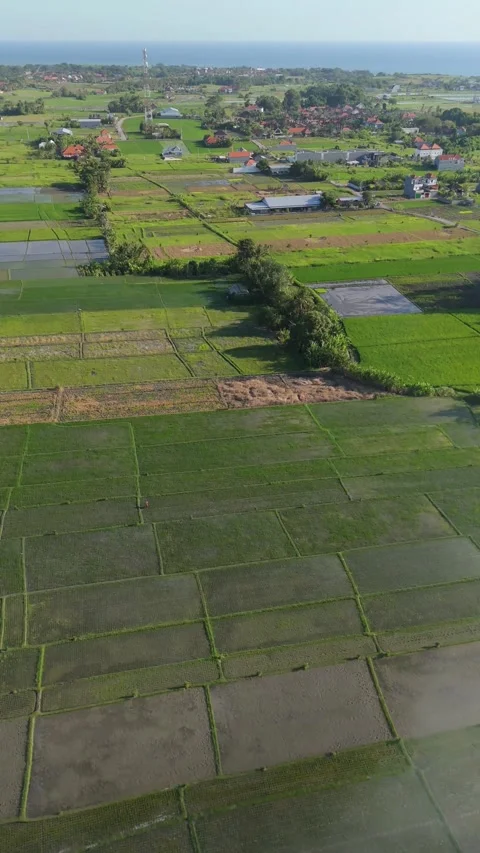 Aerial View of a Patchwork of Green Rice Fields and Farmland, Bali Video stock 337309411