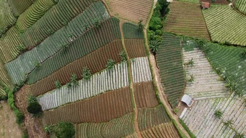 Aerial View of Patchwork Rice Fields with Slow Backward Motion Stockbeeldmateriaal 331416293