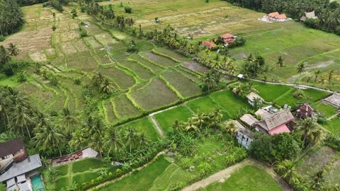 Aerial View of Patchwork Rice Fields and Palm Groves in Bali Stock Footage 347590583