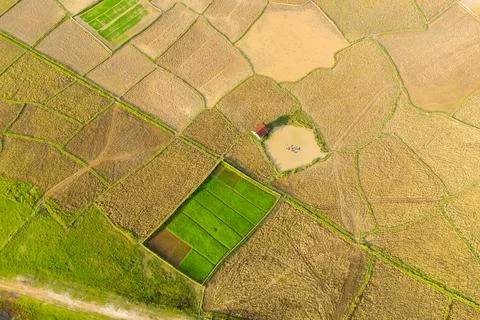 Aerial view of patchwork rice fields in countryside Foto stock
