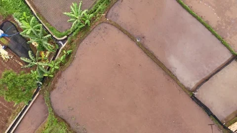Aerial view of a patchwork of rice paddies in Indonesia Vídeos de archivo 295943378