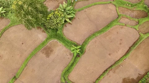 Aerial view of a patchwork of rice paddies in Indonesia 스톡 동영상 295943862
