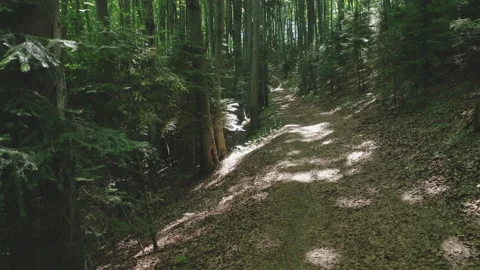 Aerial view of a path between green trees in a wild forest illuminated by Video stock 170595872