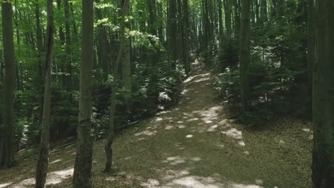 Aerial view of a path between trees in a wild forest, illuminated by the shining Stock Footage 170450105