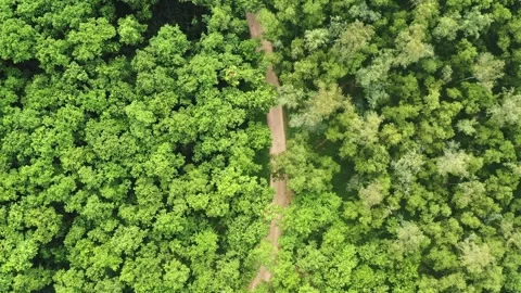 Aerial view of a path through the forest, Bangladesh. Stock Footage 315504278