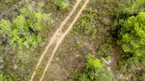 Aerial view of path through vegetation Stock Footage 159001608