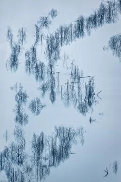Aerial view of pattern formed by submerged dead trees in lake Foto stock