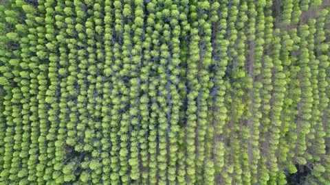 Aerial view of the pattern formed by the trees of rainforest in thailand Stock Footage 160545378
