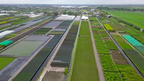 Aerial view of pattern of plantation, paths, canals, in The Netherlands. Vidéo 277614905