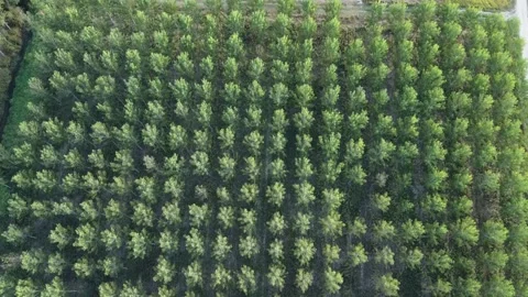 Aerial view of a pattern of trees Stock Footage 162250339