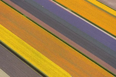 Aerial view of a pattern of tulips in spring, Holland Stock Photos