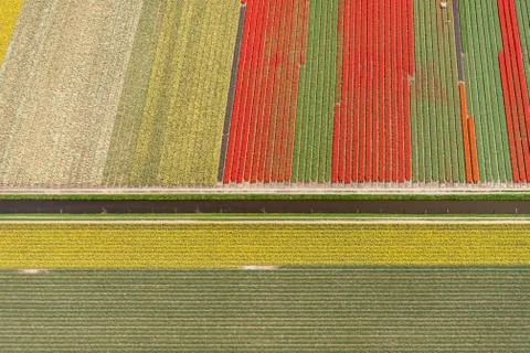 Aerial view of a pattern of tulips in spring, Netherlands Stock Photos