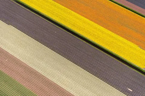 Aerial view of a pattern of tulips in springtime, Netherlands Stock Photos