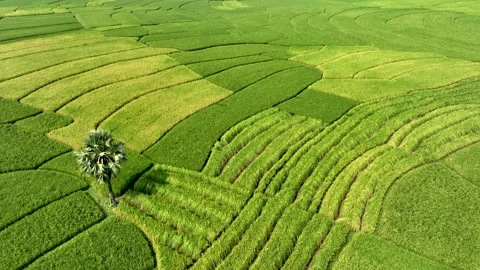 Aerial view of patterned fields and a tree, Bangladesh. Stock Footage 321402259
