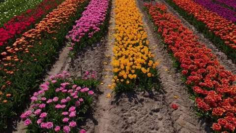 Aerial view of patterned tulip garden bursting with colors, Netherlands Stock Footage 313368996