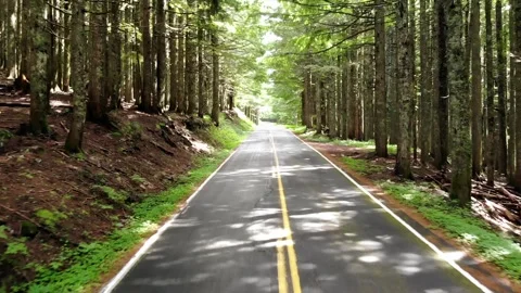 Aerial View of Paved Road in Forest with Sunlight Peaking Through Leaves Stock Footage 142301822