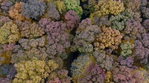 Aerial View of Peak Fall Color Forest Stock Footage 282803146