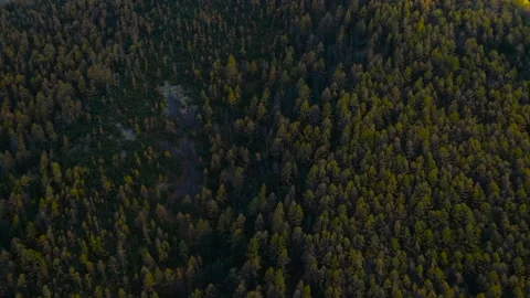 Aerial view of the Peak of Mountain Ridge and Forest in Gold Autumn in Sunrise Stock Footage 165469867