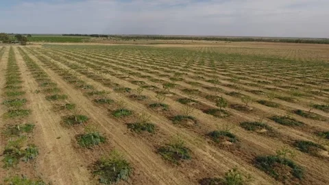 Aerial View of Pecan Nut Orchard on a Sunny Summer Day Stock Footage 243565615
