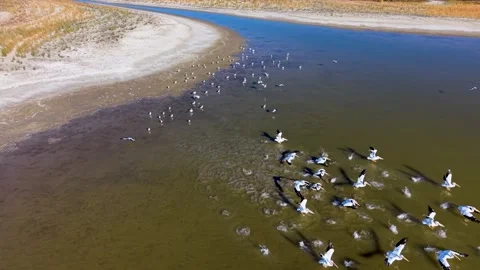 Aerial view of pelicans taking off while seagulls stay on shore Video stock 327864949
