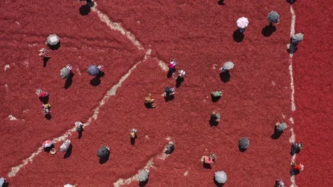 Aerial view of people picking red chilies, Bangladesh. Video stock 165397344