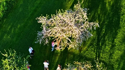 Aerial view of people walking under blooming white fruit trees in a green Stock Footage 336661683