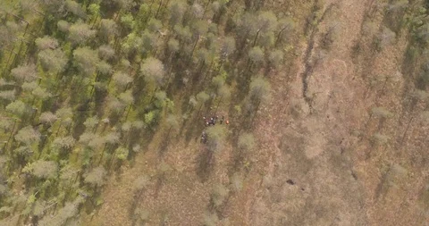 Aerial view of people working in the middle of the wood, Tackasen, Sweden Stock Footage 100032405