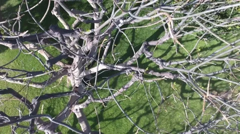 Aerial view of Pepperdine tree Video stock 62847838
