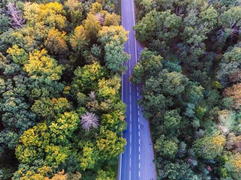 Aerial view perpendicularly down to the forest and the road. The mixed forest Foto stock