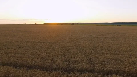 Aerial view of picturesque wheat fields in sunset. 4K 스톡 동영상 78881606