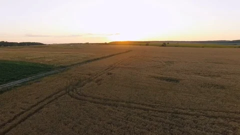 Aerial view of picturesque wheat fields in sunset. 4K 스톡 동영상 78881702