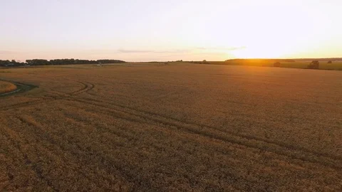 Aerial view of picturesque wheat fields in sunset. 4K 스톡 동영상 78881966