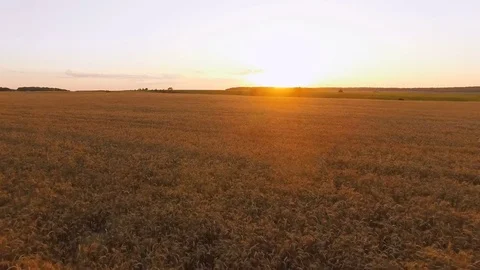 Aerial view of picturesque wheat fields in sunset. 4K Video stock 78882306