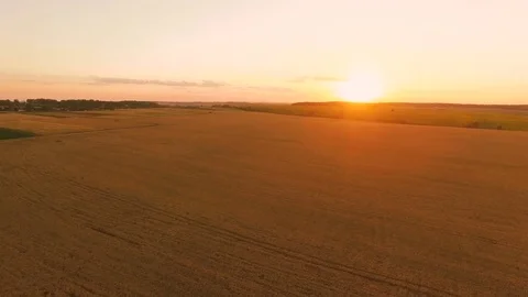 Aerial view of picturesque wheat fields in sunset. 4K 스톡 동영상 78882823