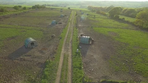 Aerial view of pigs on a free range pig farm, Ireland Stock Footage 84271320