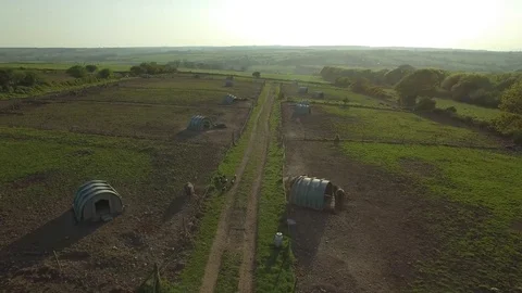 Aerial view of pigs on a free range pig farm, Ireland Stock Footage 84271327