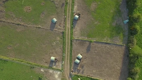 Aerial view of pigs on a free range pig farm, Ireland Stock Footage 84271424