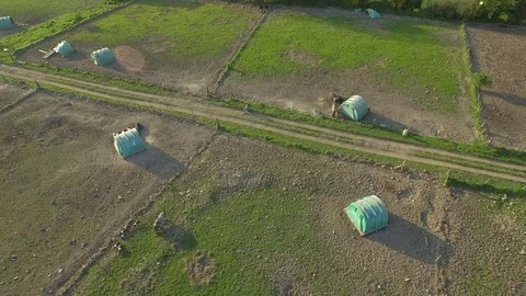 Aerial view of pigs on a free range pig farm, Ireland Stock Footage 84271425