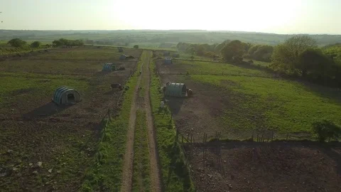 Aerial view of pigs on a free range pig farm, Ireland Stock Footage 84271426