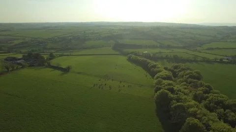 Aerial view of pigs on a free range pig farm, Ireland Stock Footage 84271430