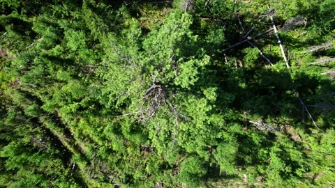 Aerial view: Piles of freshly cut trees are stored outdoors. Stock Footage 164597406