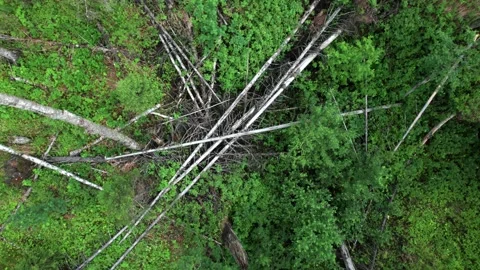 Aerial view: Piles of freshly cut trees are stored outdoors. Stock Footage 164598112