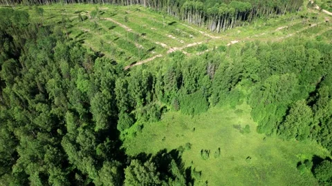 Aerial view: Piles of freshly cut trees are stored outdoors. Stock Footage 164599730