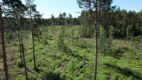 Aerial view: Piles of freshly cut trees are stored outdoors. Stock Footage 164599863