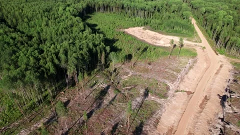 Aerial view: Piles of freshly cut trees are stored outdoors. Stock Footage 164600664