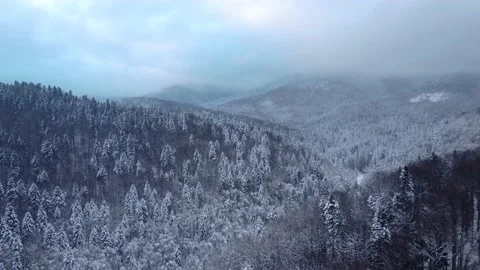 Aerial view of a pine and beech forest covered by the snow Stock Footage 231632203